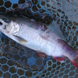 春の魚は強い！ ～岡崎トラウトポンド～